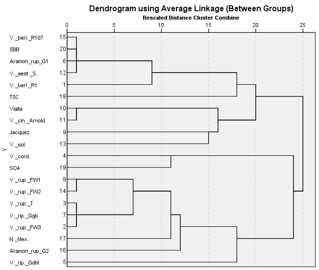 15. ábra: Dendogram glutaminsav-oxálecetsav-transzamináz alapján. 7. táblázat: A kapott savas-foszfatáz enzimmintázatok: ID Rf érték Mintázat 0,475 0,490 0,530 0,535 0,575 0,590 0,635 típusa 1 V.