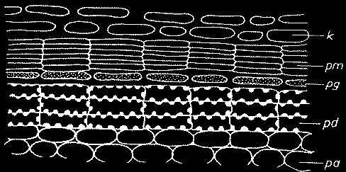PERIDERMA MÁSODLAGOS BŐRSZÖVET Az elsődelges kéreg maradványa Parasejtek