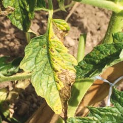 Talajlakó gombák Lomb- és terméskárosító gombák Fitoftóra (Phytophthora infestans) A gombák közül a fitoftóra jelenti a legnagyobb veszélyt, a védekezést főként az ellene való fellépésre kell