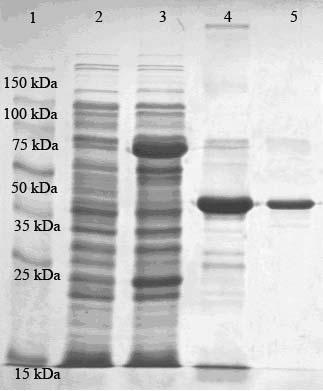 A fehérje eluálását követően a tisztító, méretkizárásos kromatografálás során eredetileg használt Superdex-75 oszloptöltet helyett Sephacryl S-300-as töltetet használtunk, mert az eltérő