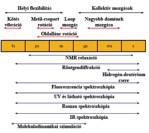 2. ábra A konformációs mozgások típusai Az ábrán a különböző mozgástípusok és vizsgálati módszerek időskálák szerinti csoportosítása látható.
