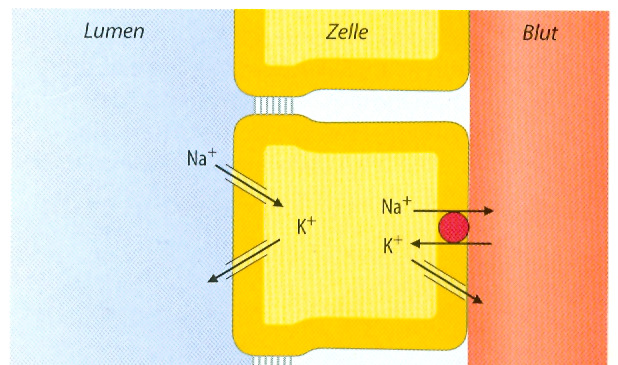 A Henle-kacsban Na + -K + -2Cl - transzporterrel a K + helyett NH 4+ reabszorpció Ammóniumion-transzport