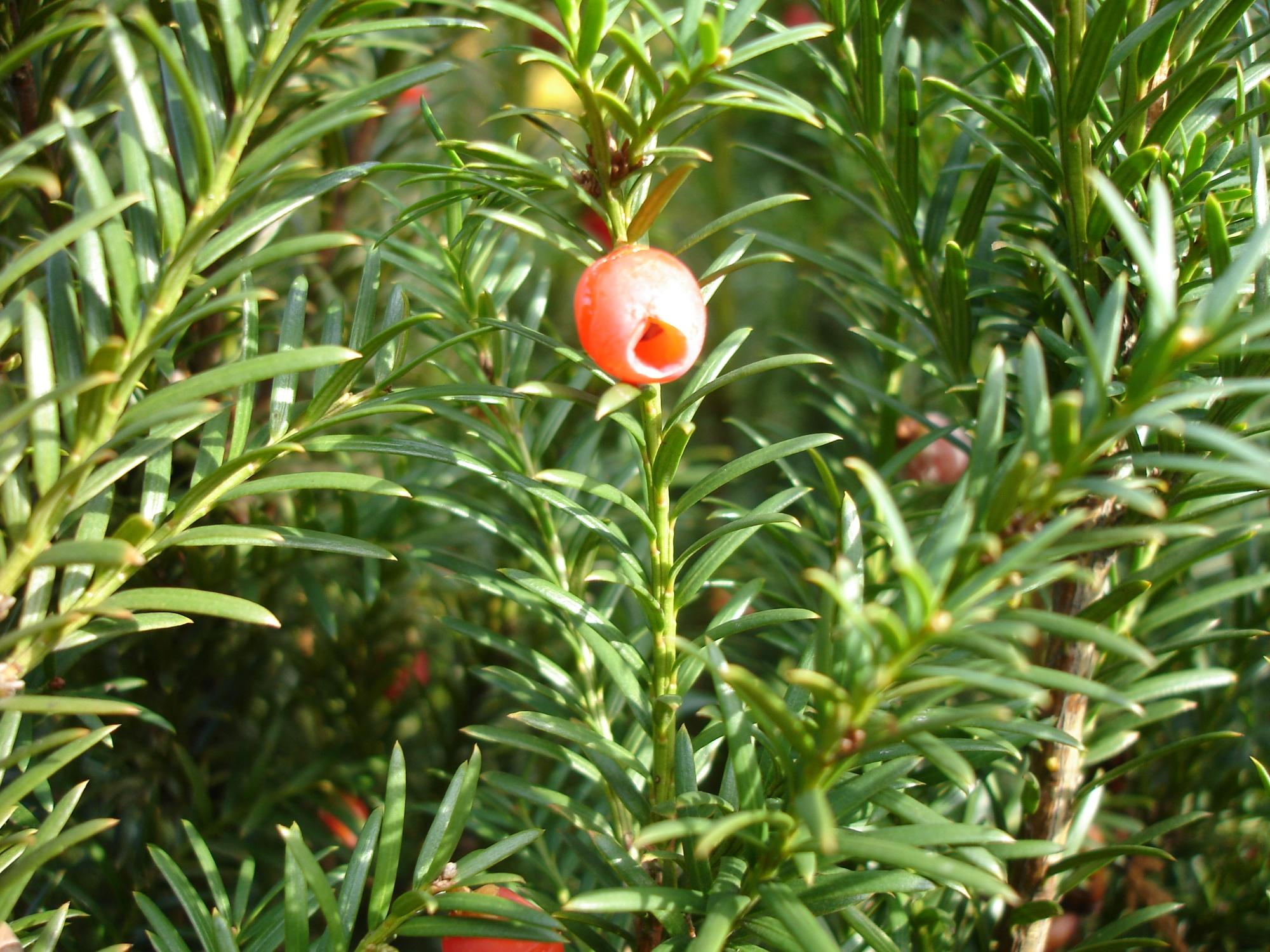Taxus