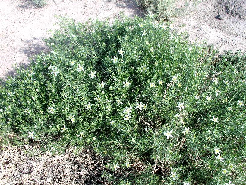 Peganum
