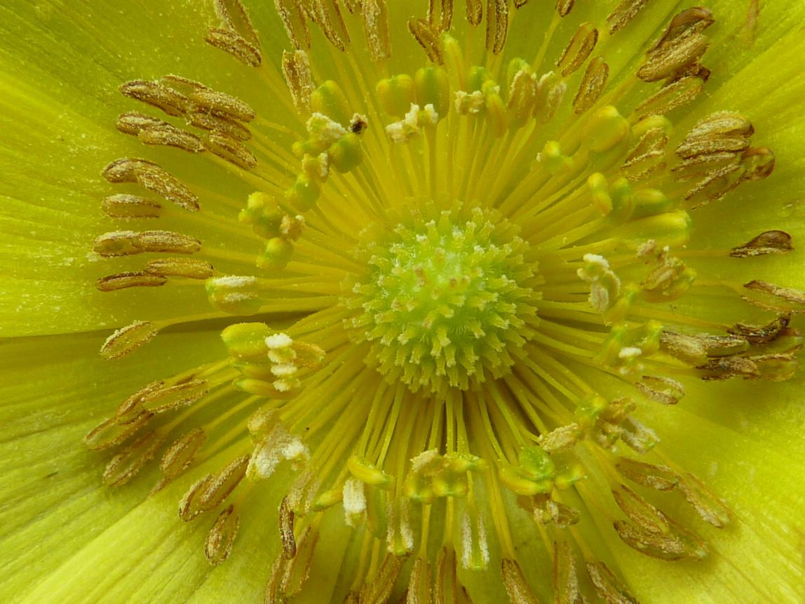 1971 első védett növényfaj: Adonis x hybrida (volgensis néven)