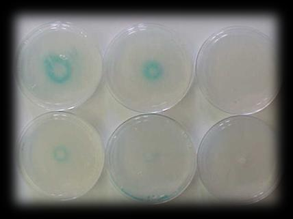 SOS kromoteszt Az SOS Chromotest egy Escherichia coli törzset alkalmaz (PQ37), melyben az SOS operon egy β- galaktozidáz operonnal van összeépítve.