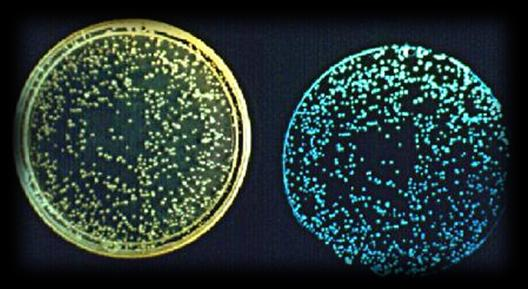 Mutatox teszt A Mutatox teszt Photobacterium phosphoreum (Aliivibrio fischeri) sötét mutánsát használja. A tesztorganizmus mutagén hatásra visszanyeri lumineszkáló képességét.