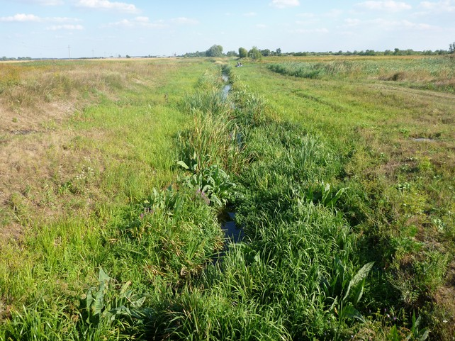 5. kép: Gyomosodó, aranyvesszővel