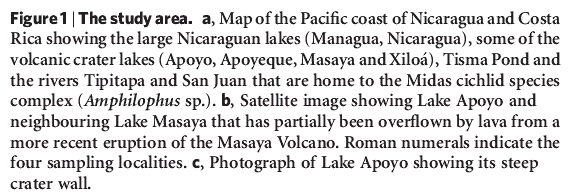 Sympatric speciation in Nicaraguan crater lake cichlid fish Marta