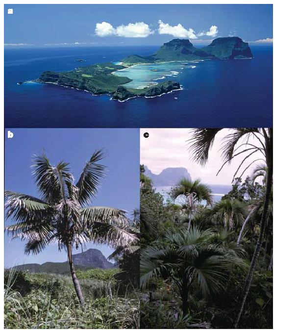 Lord Howe Island Howea