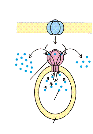 Ca 2 felszabadulás a szarkoplazmatikus /endoplazmatikus retikulum raktárakból: A B C Depolarizáció DHP receptor Depolarizáció vagy ligand Ca 2 csatorna Ligand Receptor IP 3