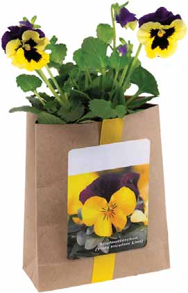 Árvácska csomag Árvácska virágmaggal és termőföld granulátummal töltö ajándéktasak.
