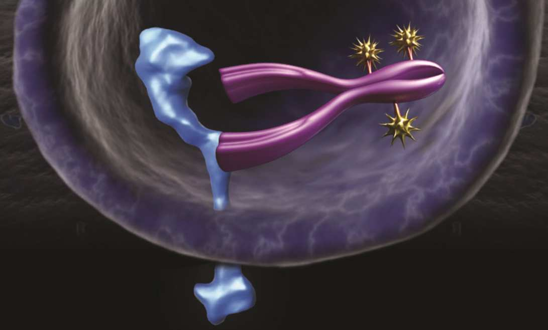 2.) Endocitózisrévén a HER2-receptor-T-DM1