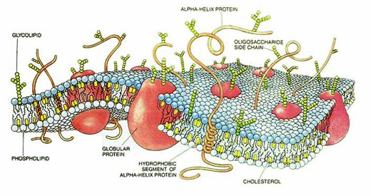 A plazmamembrán klasszikus fluid mosaic modellje (Singer és Nicholson, 1972 ) Schmidt/Thews: Physiologie des Menschen 27. Auflage 1997 A plazmamembrán felépítése I.