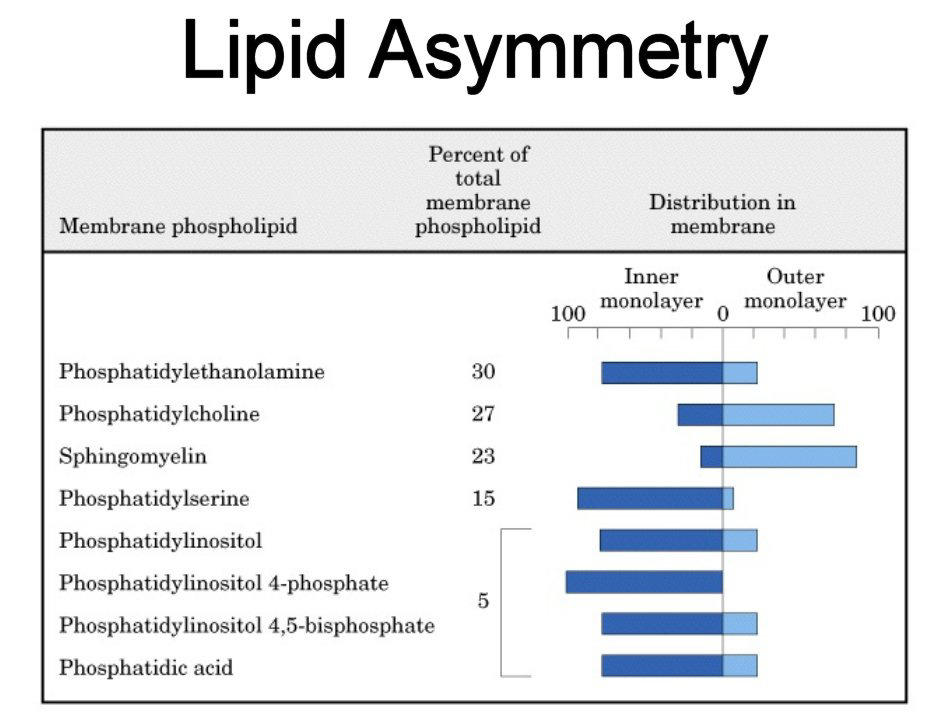 Mesterséges lipid membrán és lipid struktúrák Detergensek megbontják a struktúrák