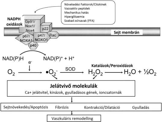 A ROS termeléséért felelős legfontosabb enzimek: a NOX, a mitokondriális légzési lánc enzimei, a ciclooxigenázok, a lipoxigenázok, és a xantin oxidázok (74).