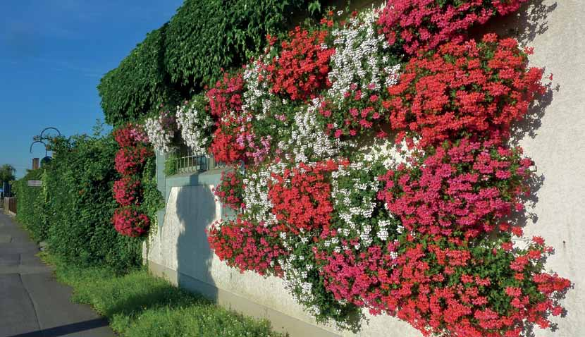 PELARGONIUM ZONALE - ÁLLÓ FAJTAÖSSZEFOGLALÓ Kód Fajták Virágszín Levélszín Virágzás kezdete Növekedés oldal 1 Hidemi piros zöld korai kompakt ÚJ 32 Paprika piros zöld korai közepes 19 Iceberg fehér