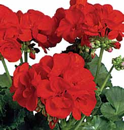 PELARGONIUM ZONALE - ÁLLÓ HIDEMI PAPRIKA ICEBERG 1 növekedés: kompakt 32 19 SAMELIA