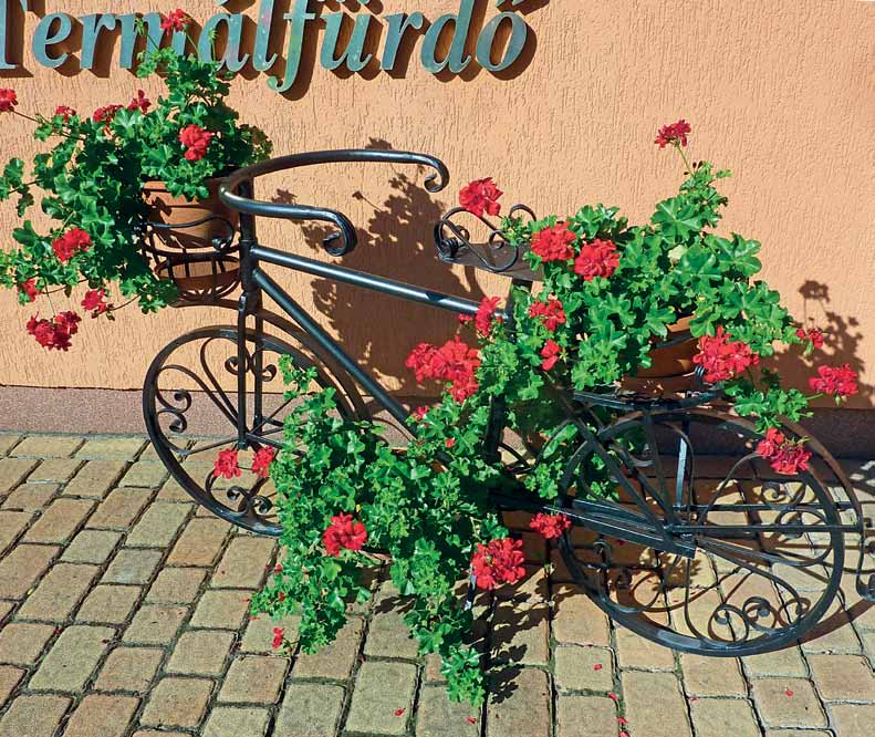 PELARGONIUM ZONALE - ÁLLÓ