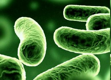 7.4.5. Védekezés legionella fertőzés ellen (A téma fontosságát jelzi az önálló, új fejezet.) Legionella pneumophila baktérium Az "Amerikai Légionáriusok" nevű amerikai szervezet 1976.