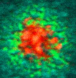 Antigének (pl. baktérium, pollen) darabjai MHC II-höz kötve prezentálásra kerülnek a professzionális antigén bemutató sejteken (pl.