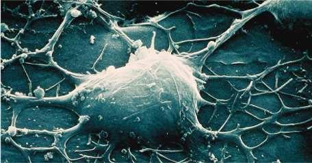 Az idegsejt morfológiája dendrit Sejttest Axon sejtmag Axon