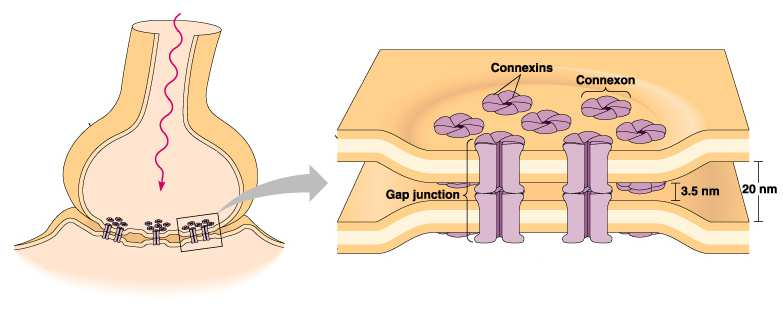 A Gap junkció speciális esete az elektromos szinapszis Preszinaptikus neuron Elektromos impulzus Preszinaptikus membrán