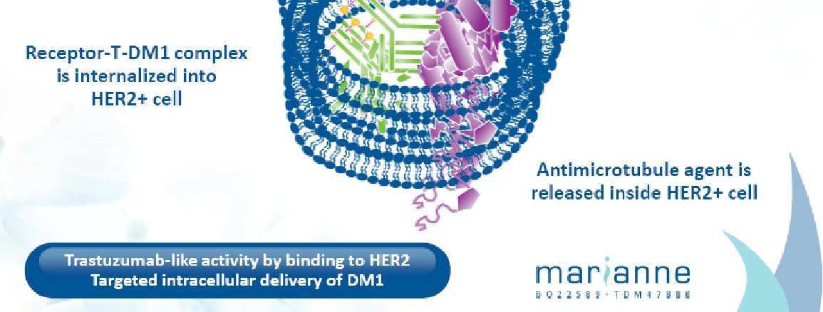 A TDM1 HATÁSMECHANIZMUSA kombinálja a trastuzumab célzott HER2 ellenes hatását a mikrotubulus- képződést gátló DM1 daganatellenes hatásával A