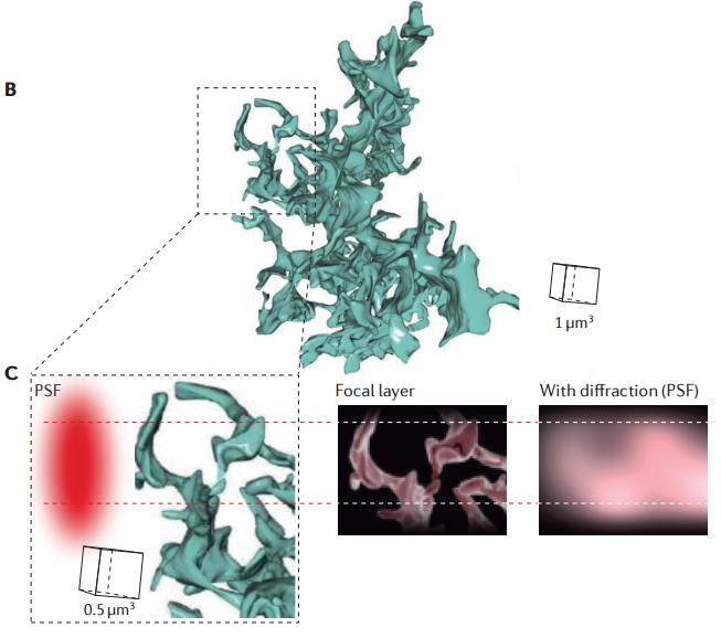 Asztroglia morfológia B: 3D EM rekonstrukció patkány