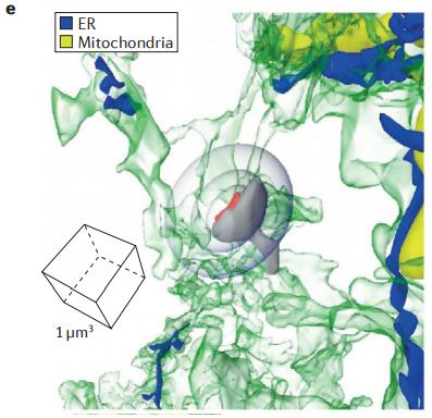 A Ca 2+ homeosztázis és az ER - Ca 2+ -homeosztázis kulcs útvonala az IP3 receptor szignaling -> Ca 2+ felszabadulás az ER raktárakból - Ca 2+ -függő rianodin receptorok; ER ATP-áz pumpái - Ca 2+