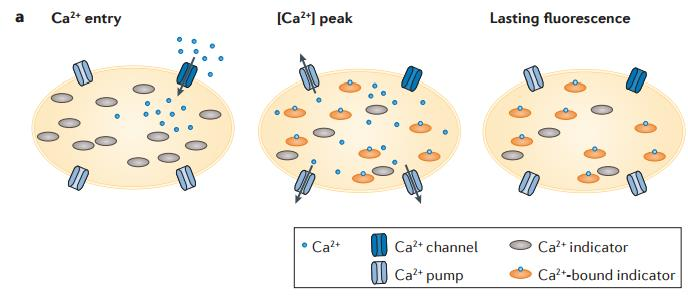 A Ca 2+ hullámok és Ca 2+ imaging - minél több Ca 2+ kötött annál intenzívebb a fluoreszcens jel - DE!