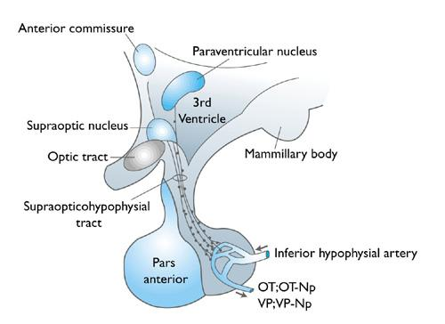 A hypothalamo-neurohipofizeális rendszer hormonjai A hypothalamus két magja, a n. supraopticus és paraventricularis sejtjei két hormont termelnek, oxytocint és vasopressint.