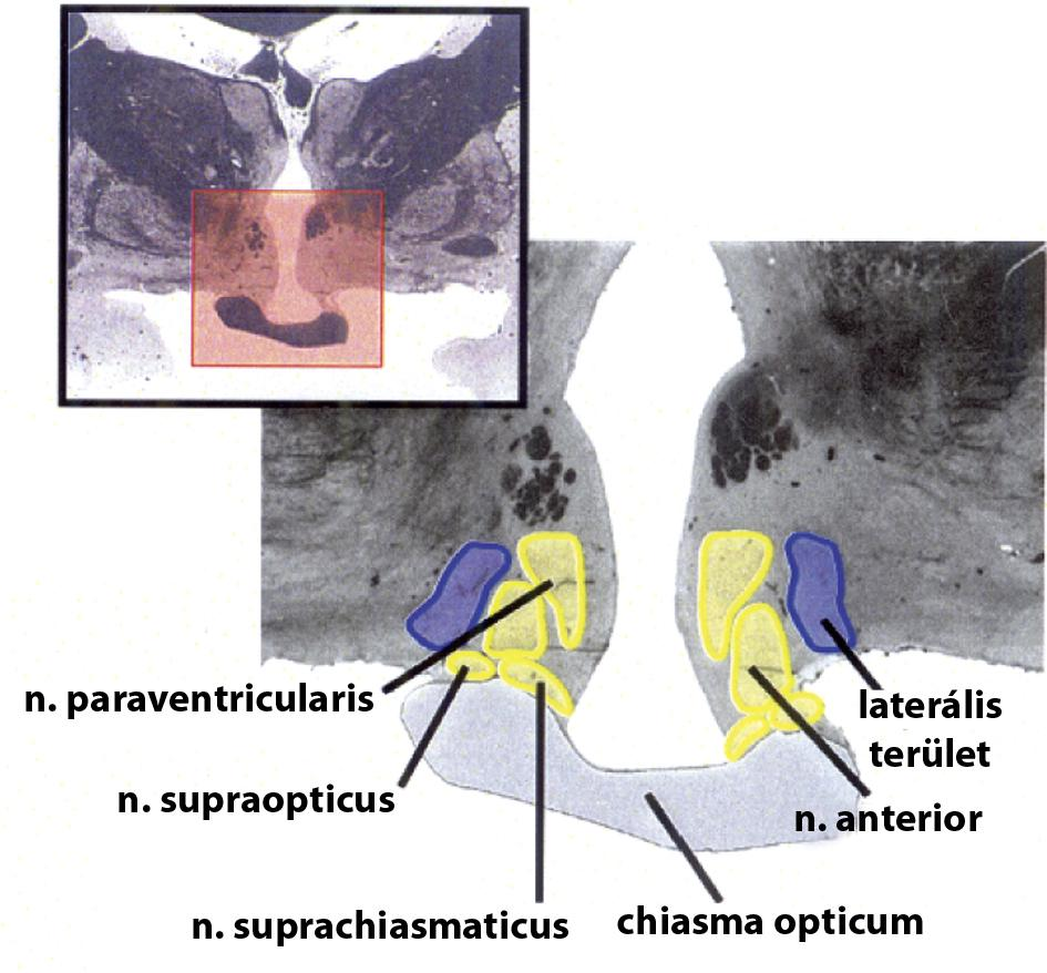 Anterior