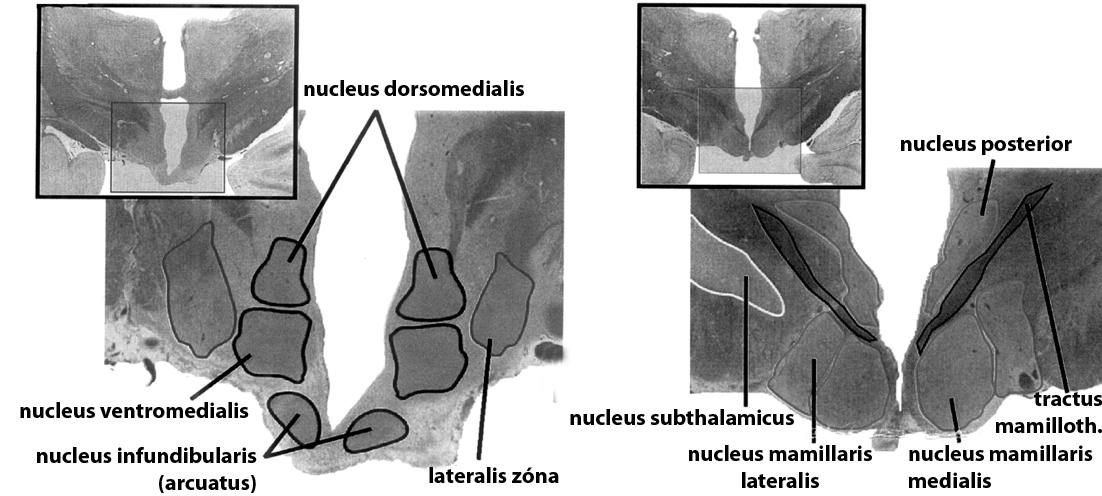 Tuberális és posterior hypothalamikus régiók Tuberális