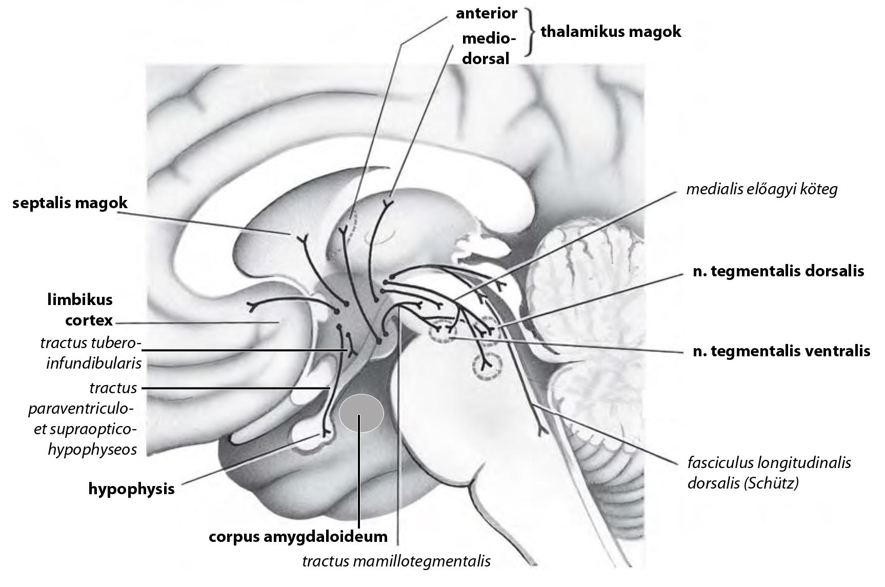 A hypothalamikus magok
