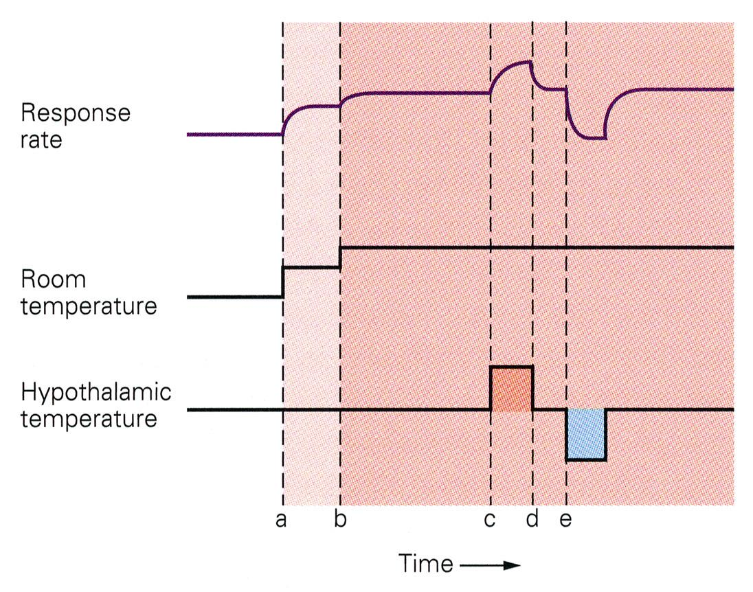 A perifériás és centrális hőinformáció összegződése a mediális preoptikus terület hőérzékeny neuronjain a, b: a perifériás melegre érkékeny