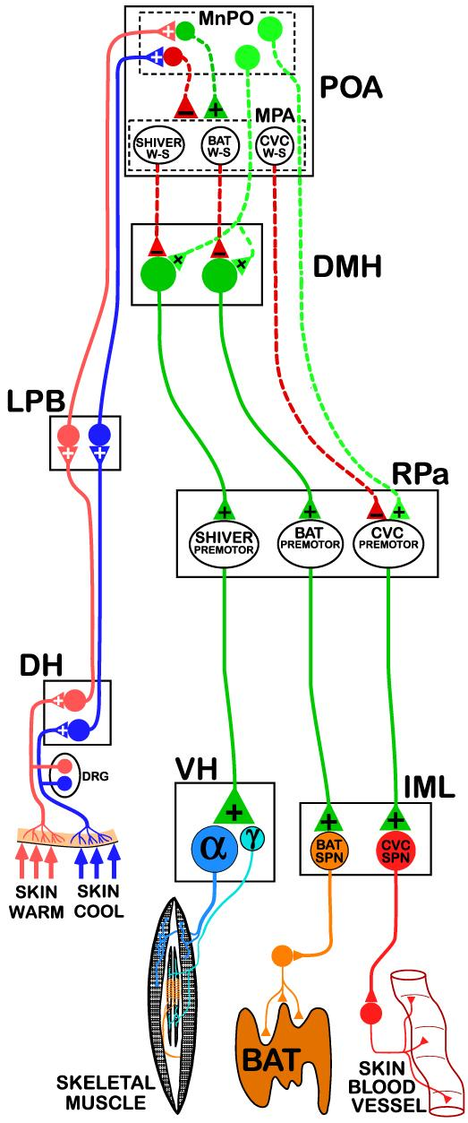 Termoregulációs pályák DH: a gerincvelő hátsó szarva (dorsal horn) LPB: laterális parabrachiális mag POA: preoptikus terület MnPO: median preoptikus mag MPA: medial preoptikus terület CVC: