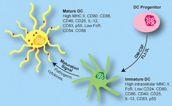 szükséges receptorok találhatóak: mannóz-kötő receptor, Fcγ receptor, DEC-205. Az antigén prezentációhoz szükséges kostimulátor molekulákat ezek a sejtek viszont alacsony szinten fejezik ki.