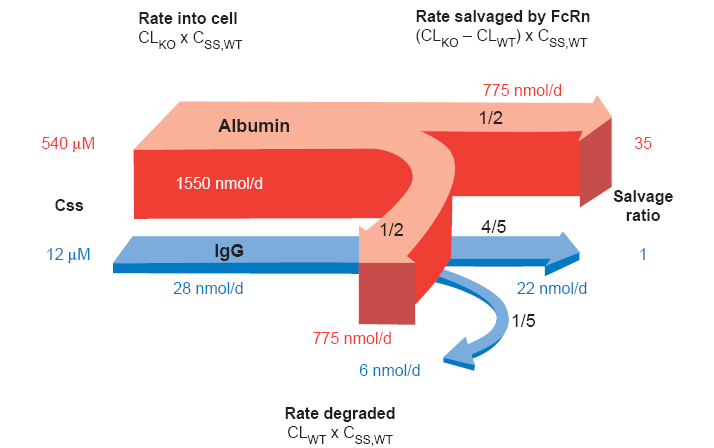 6. ábra Az IgG és albumin megmentésének aránya (Anderson et. al. 2006) 2.2.4. A maternális immuntranszport A nyulakban és az emberben az FcRn felelős az anyából a magzatba történő IgG transzportért.