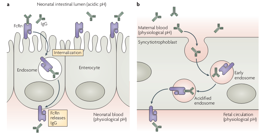 7. ábra: A maternális immuntranszport: 7.a duodenumból történő FcRn mediálta IgG felszívódás rágcsálók és ragadozóknál, 7.