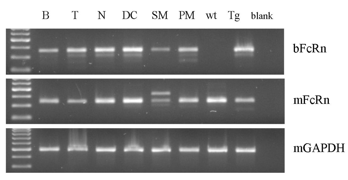 5.2.2. A bfcrn detektálása immunsejtekből RT-PCR-el A sejtekből kinyert RNS-t cdns-é írtuk át, majd kétlépéses PCR-t alkalmazva specifikus bfcrn primerek segítségével detektálni tudtuk a 366 bp
