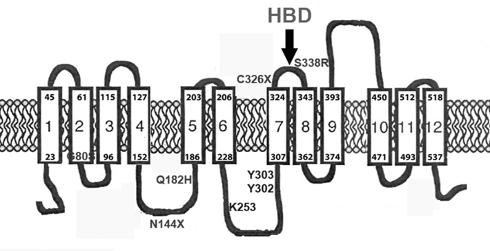 5. ábra. A ferroportin szerkezeti diagramja a 12 transzmembrán doménnel [27]. A HBD (hepcidin binding domain) a hepcidin kötődési helyét mutatja a vasexporter fehérje 324 és 343.