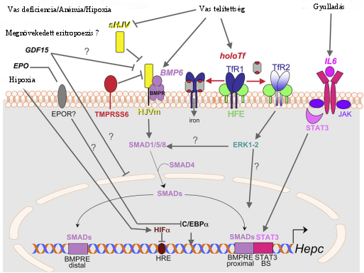 7. ábra. A hepcidin szabályozásának lehetséges útvonalai [55]. A hepcidin expresszióját egymással ellentétes folyamatok befolyásolják, ezek együttes hatása alakítja ki a hepcidin szintet.