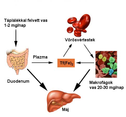 1. Bevezetés 1.1. A vasanyagcsere Az emberi szervezet átlagosan 4-5 g vasat tartalmaz. A vas legnagyobb hányada, 2,5 g, hemoglobinhoz asszociálódva fordul elő a keringő vörösvértestekben.