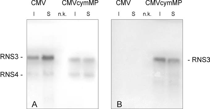 CMV 1-es és 2-es RNS-ének teljes hosszúságú cdns klónjairól (pcmv1 és pcmv2; Szilassy et al., 1999b) készített in vitro transzkriptumok keverékével inokuláltuk.