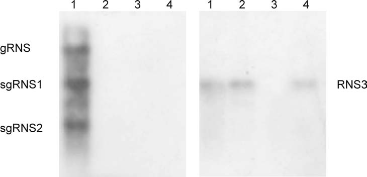 11. ábra A CMVcymMP, CMV és CymRSV vírusok által okozott tünetek N. debneyi növényeken (14 d.p.i.). 12. ábra CymRSV és CMVcymMP vírus RNS akkumuláció egyes dohány növények (Nicotiana spp.