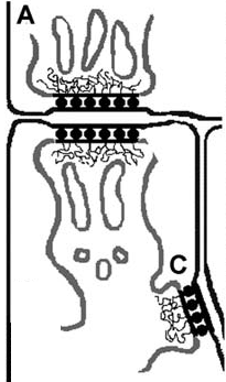 1. Bevezetés (dihidropiridin receptor, DHPR) és az SR kalcium csatorna (rianodin receptor, RyR) együttműködésére utal, ugyanis a Ca 2+ a TT-membrán depolarizációjának következtében, az itt átadott