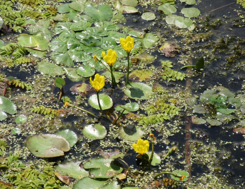 A TÜNDE-KÉK KABÓCA A TISZA-TÓNÁL 2. ábra. A tünde-kék kabóca tápnövényei: tündérfátyol (Nymphiodes peltata), rucaöröm (Salvinia natans), sulyom (Trapa natans) (fotó: Tóth M.) Figure 2.