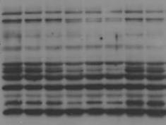 Relatív denzitás (egység) DOI:10.14753/SE.2014.