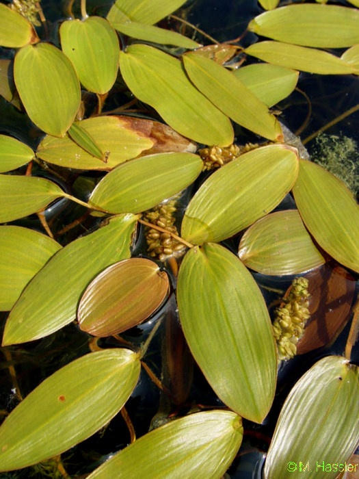 cs: Békaszılıfélék - Potamogetonaceae gyökerezı vízi növények, leveleik víz felületén úszók vagy alámerültek leveleik
